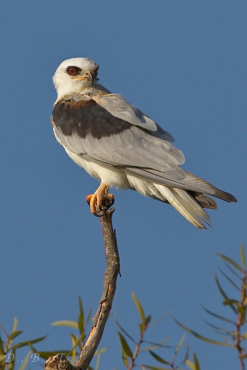White-tailed Kite - DigiBirdTrek CA