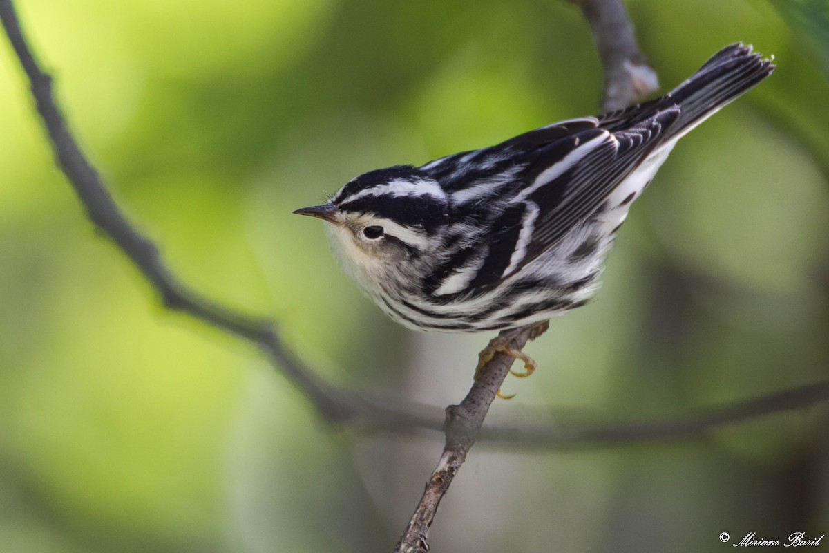 Black-and-white Warbler - ML66275331