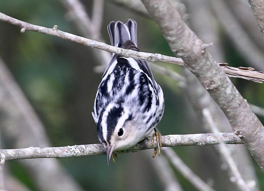 Black-and-white Warbler - ML66277151