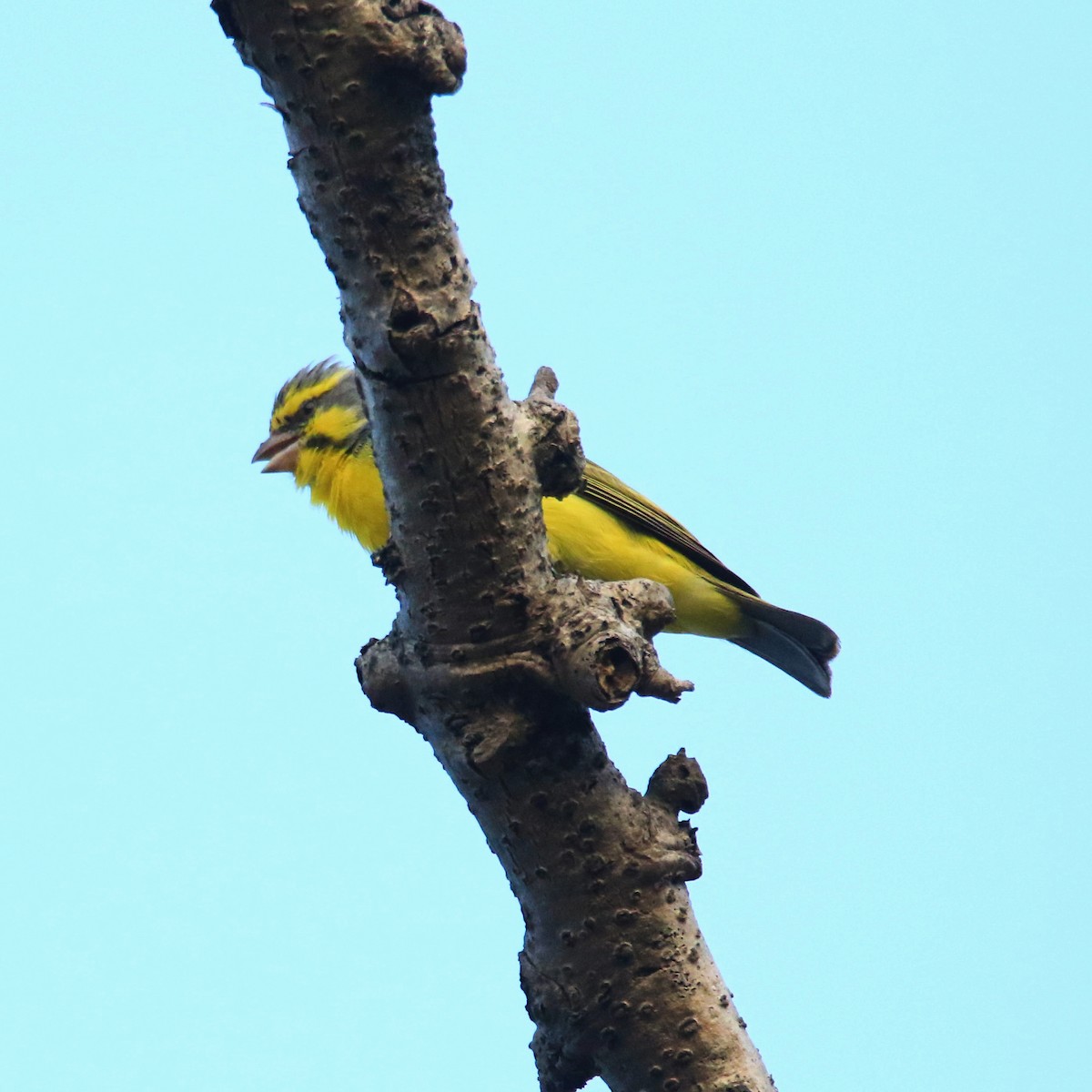 Yellow-fronted Canary - poshien chien