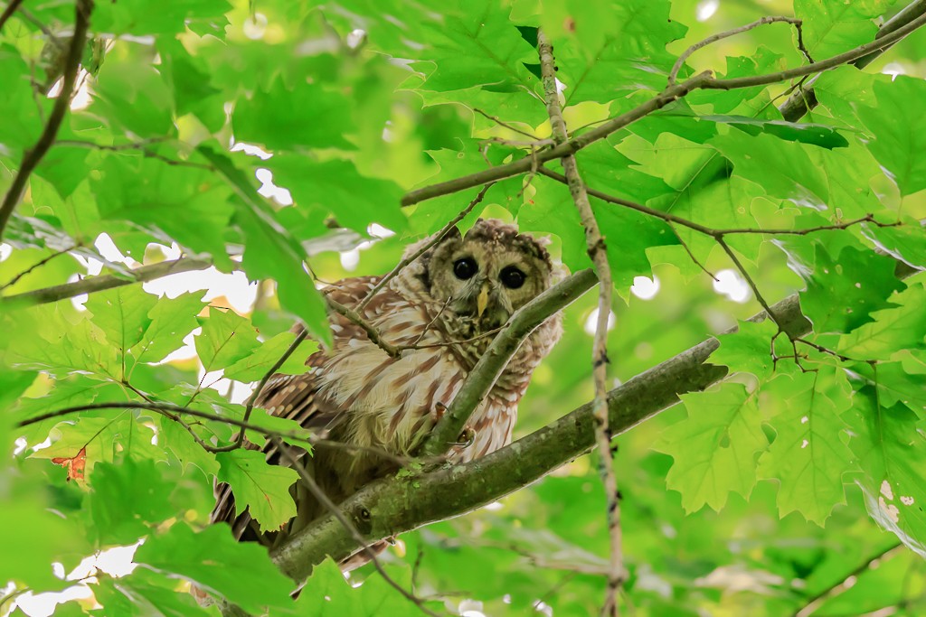 Barred Owl - Robert Strickland