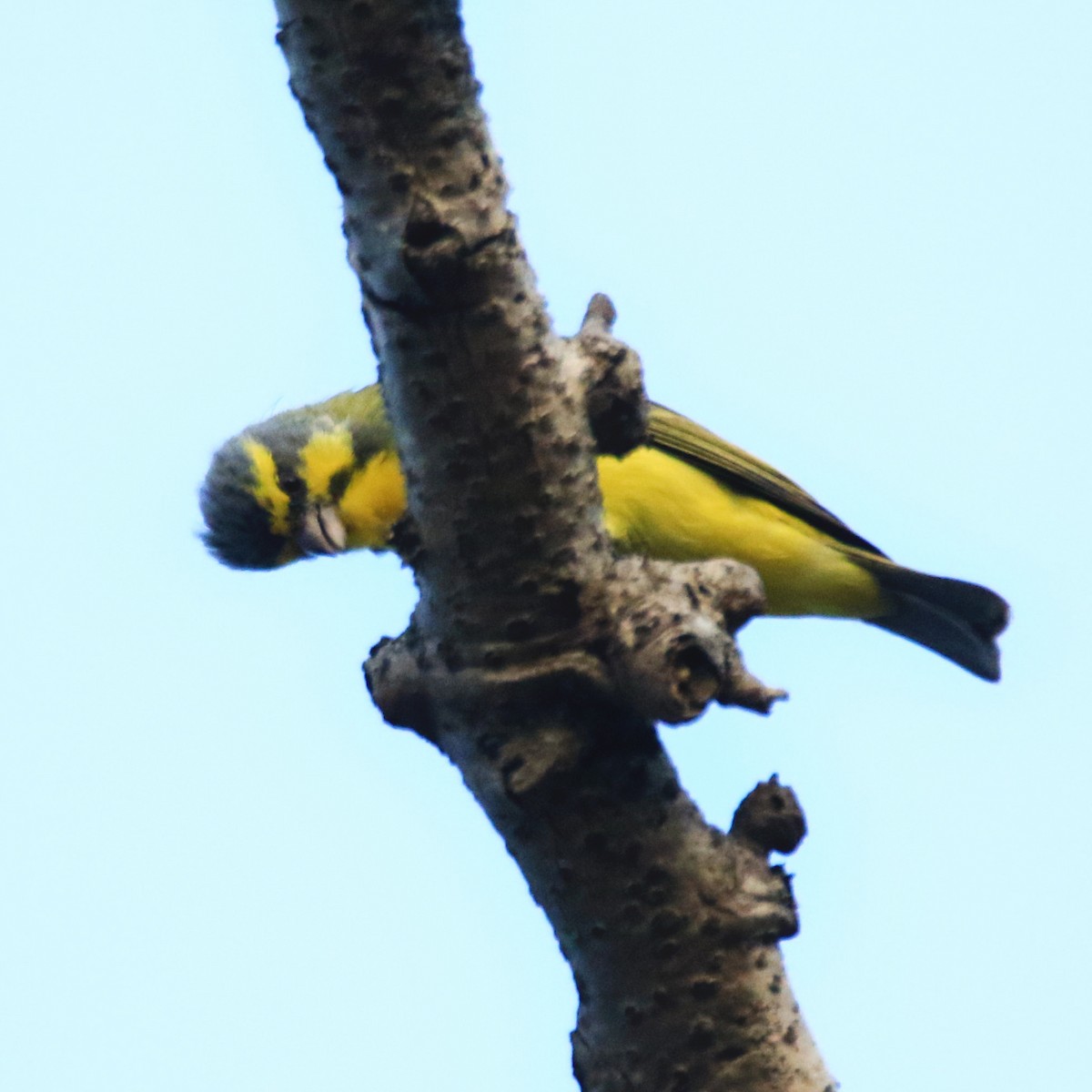 Yellow-fronted Canary - poshien chien
