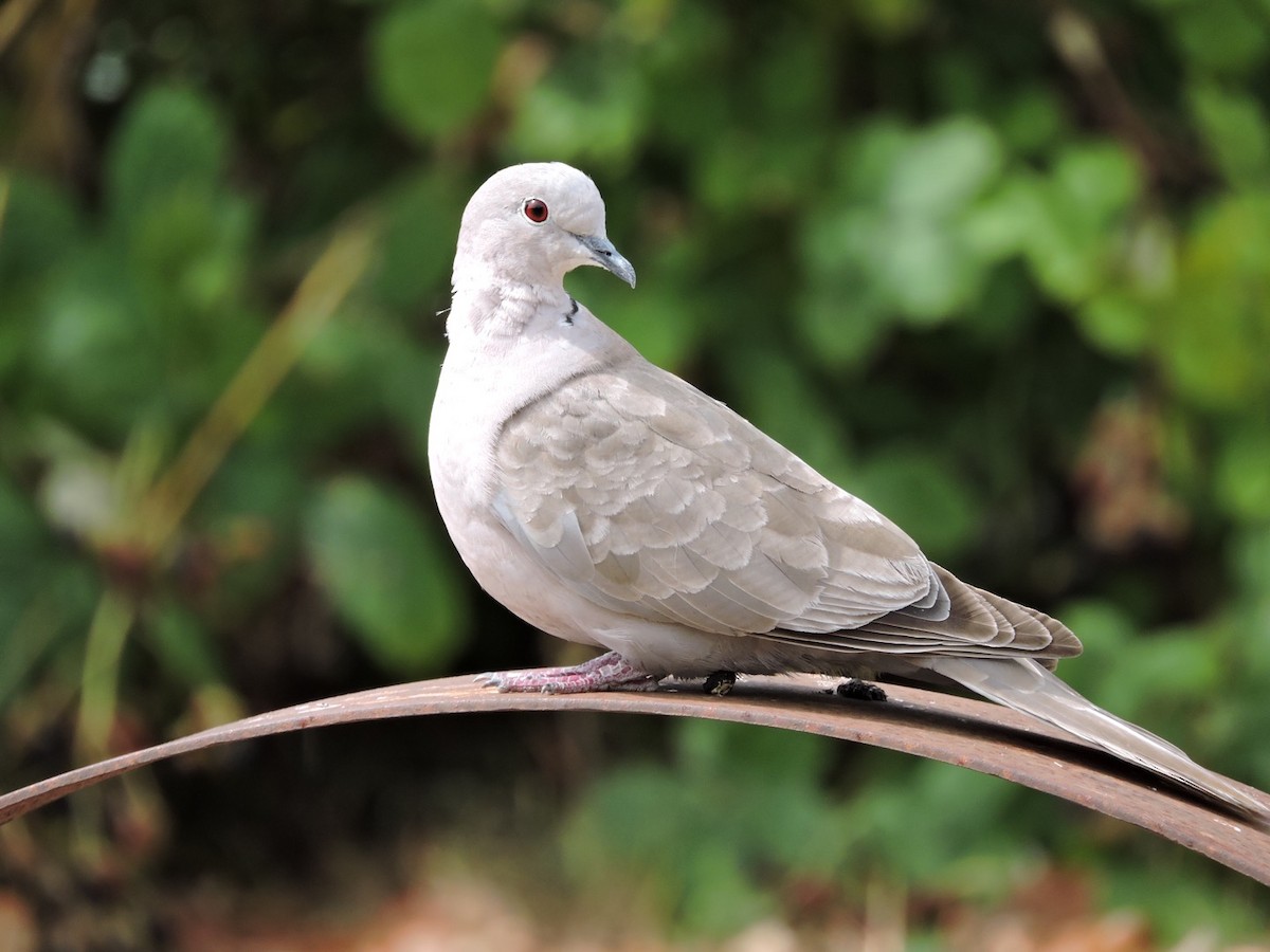 Eurasian Collared-Dove - Jenny Kizziar