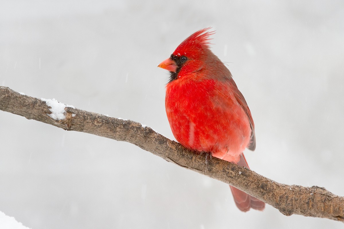 Northern Cardinal - Sue Barth