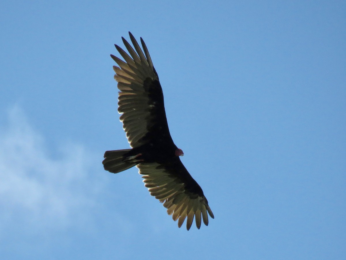 Turkey Vulture - ML66280501