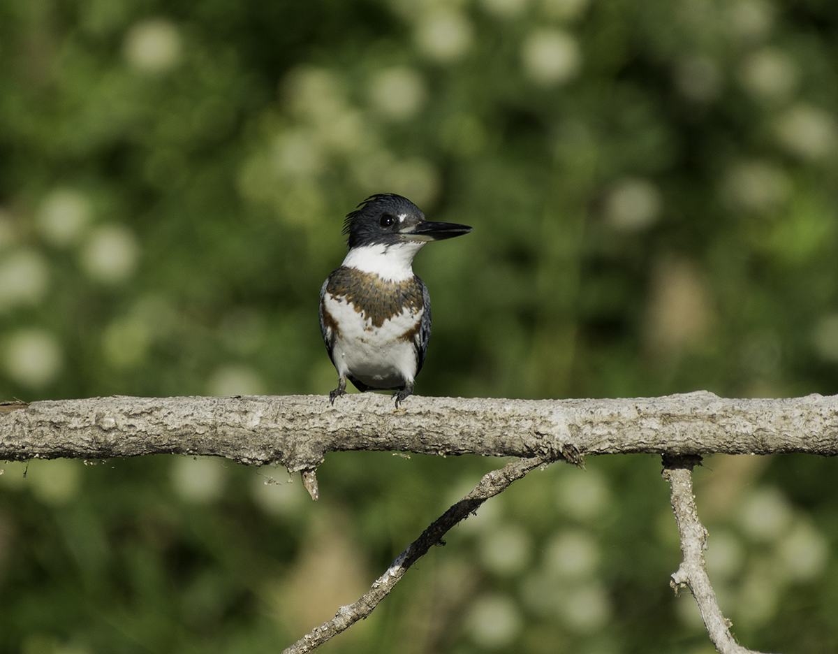 Belted Kingfisher - ML66281361