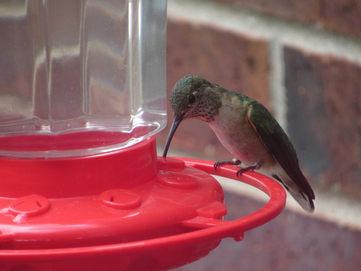 Broad-tailed Hummingbird - Jonathan Lugo