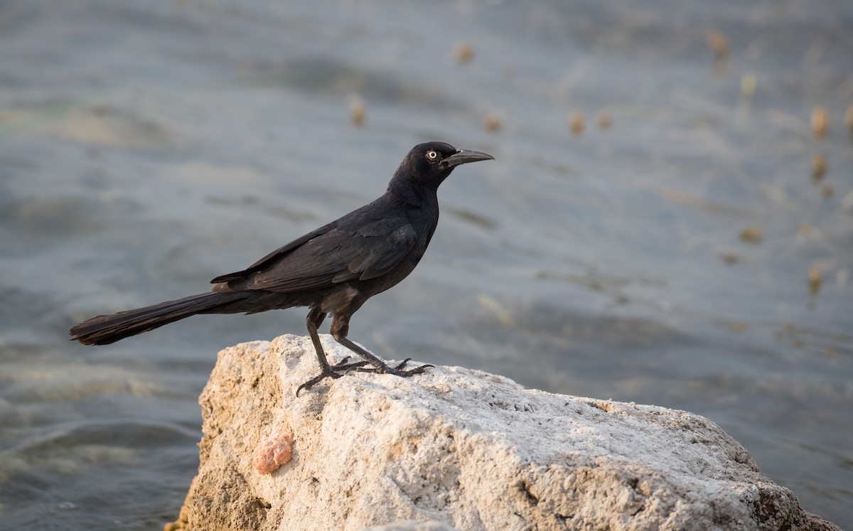 Great-tailed Grackle - ML66283181