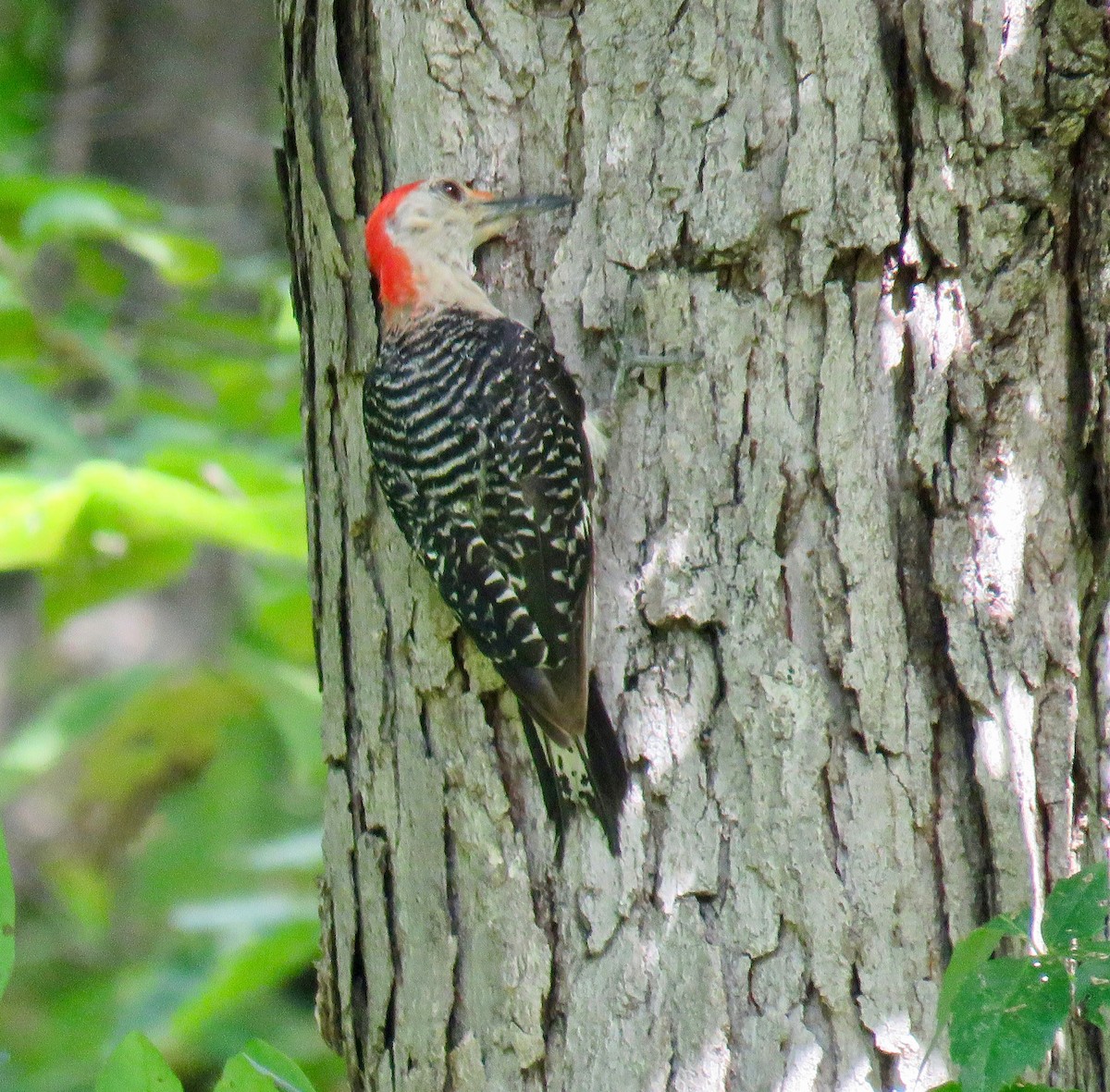 Red-bellied Woodpecker - ML66283341