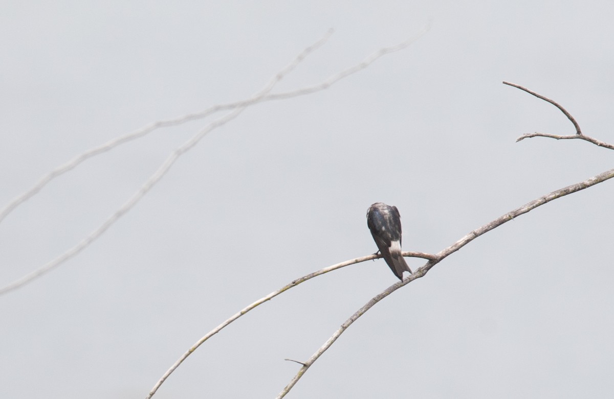 Mangrove Swallow - Ian Davies
