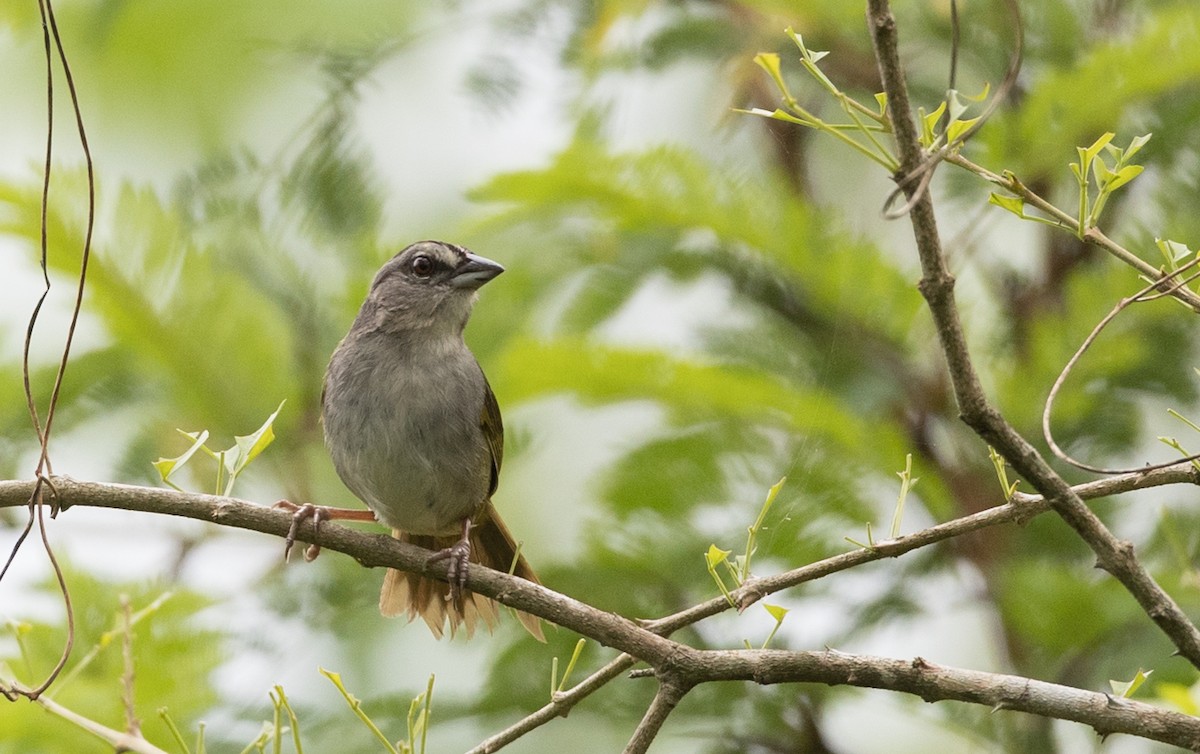 Green-backed Sparrow - Ian Davies