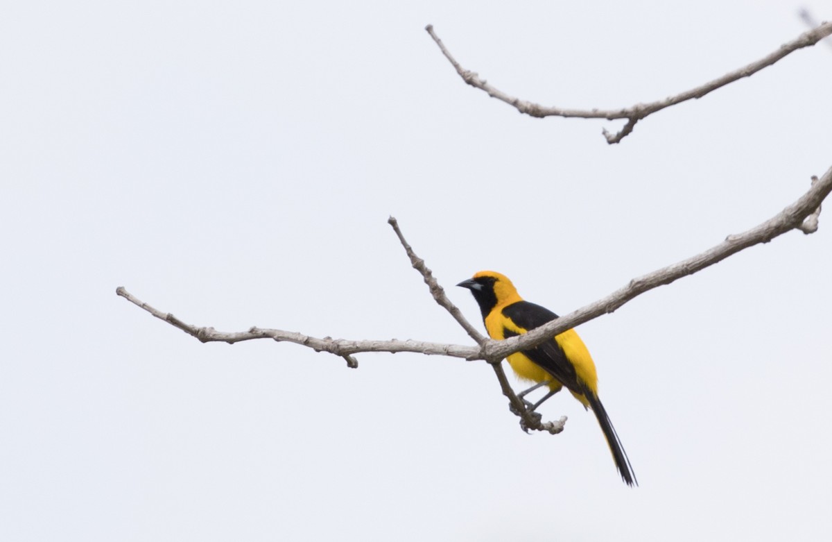 Yellow-tailed Oriole - Ian Davies