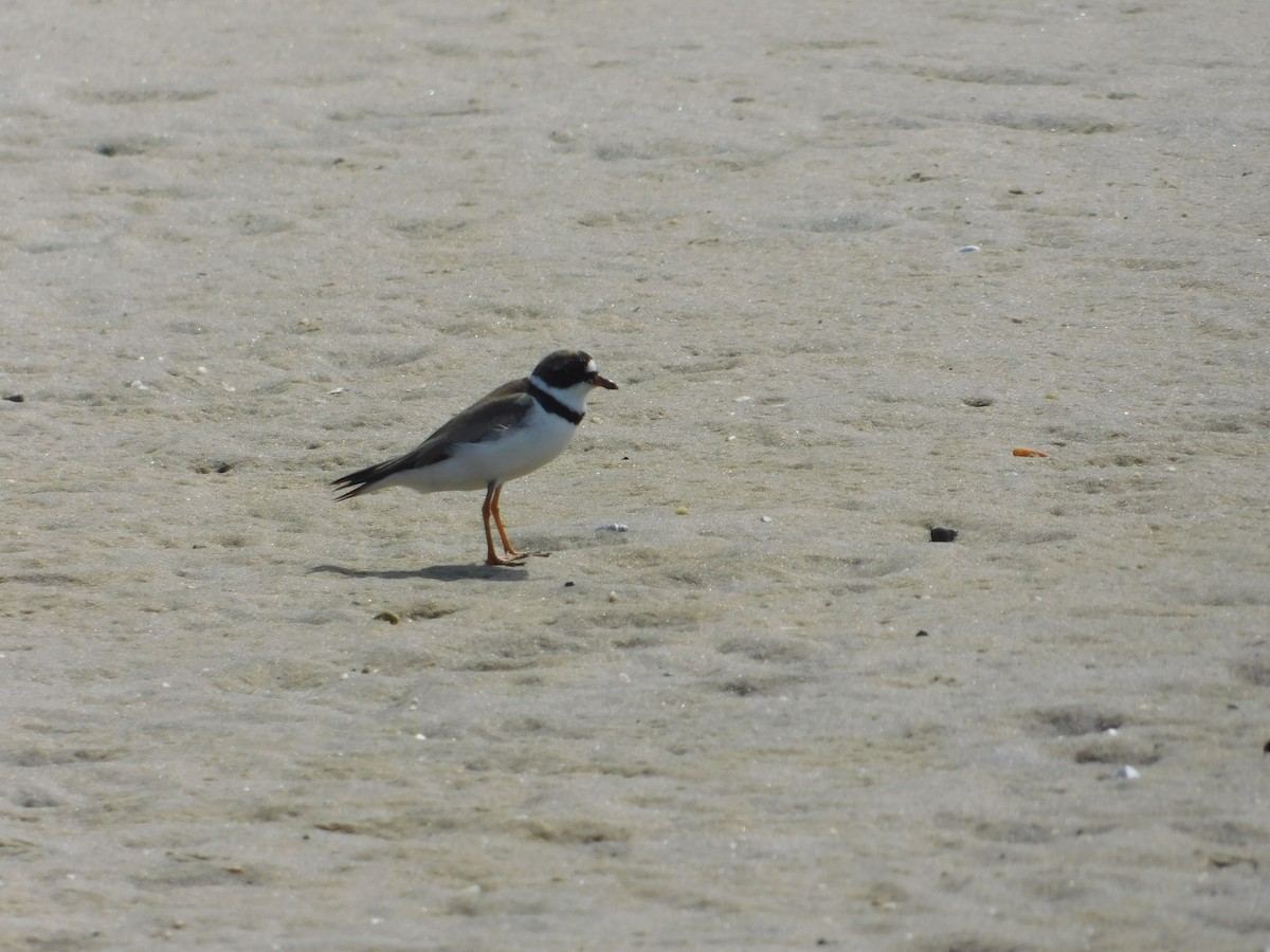 Semipalmated Plover - ML66289991