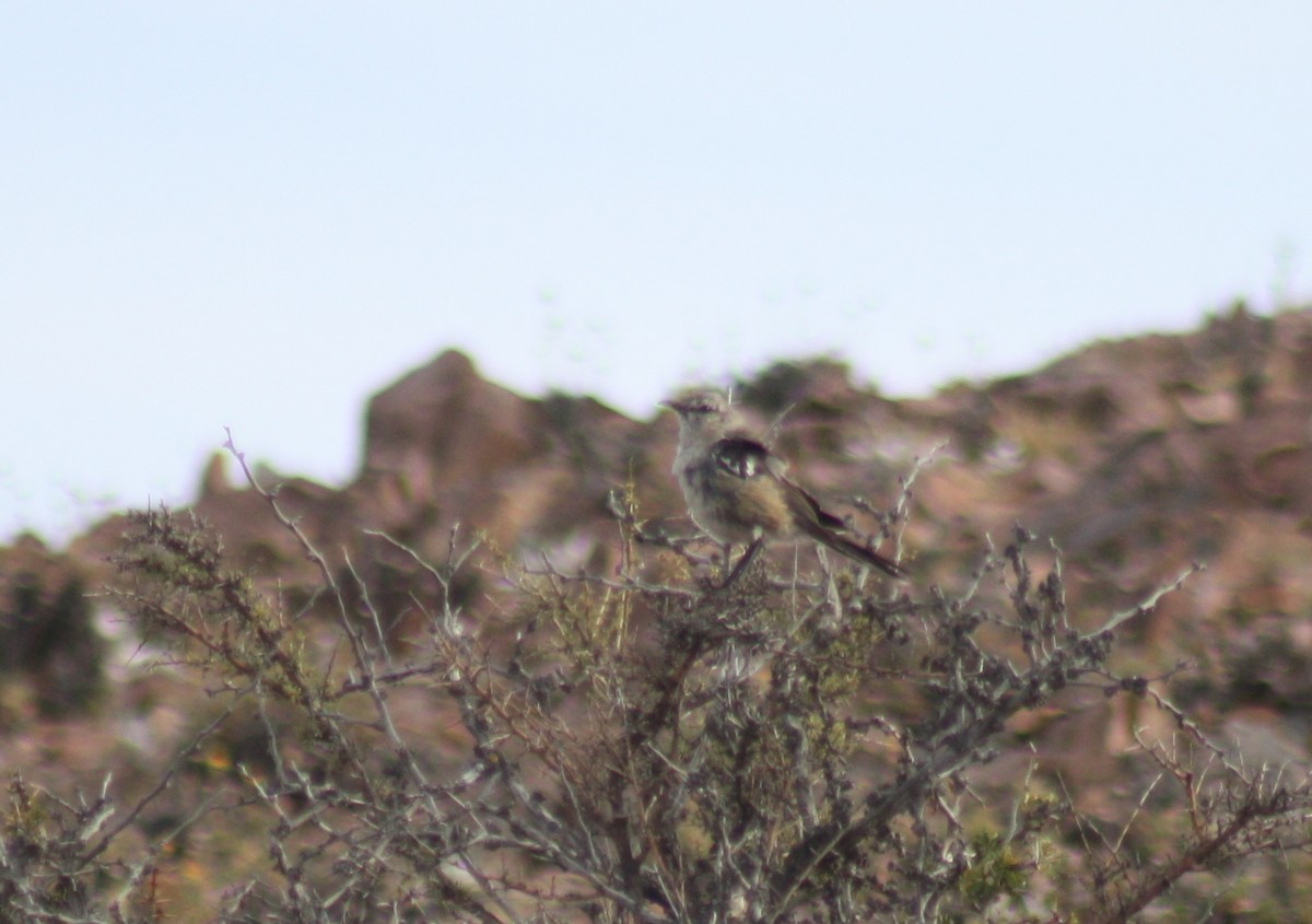 Patagonian Mockingbird - ML66290871