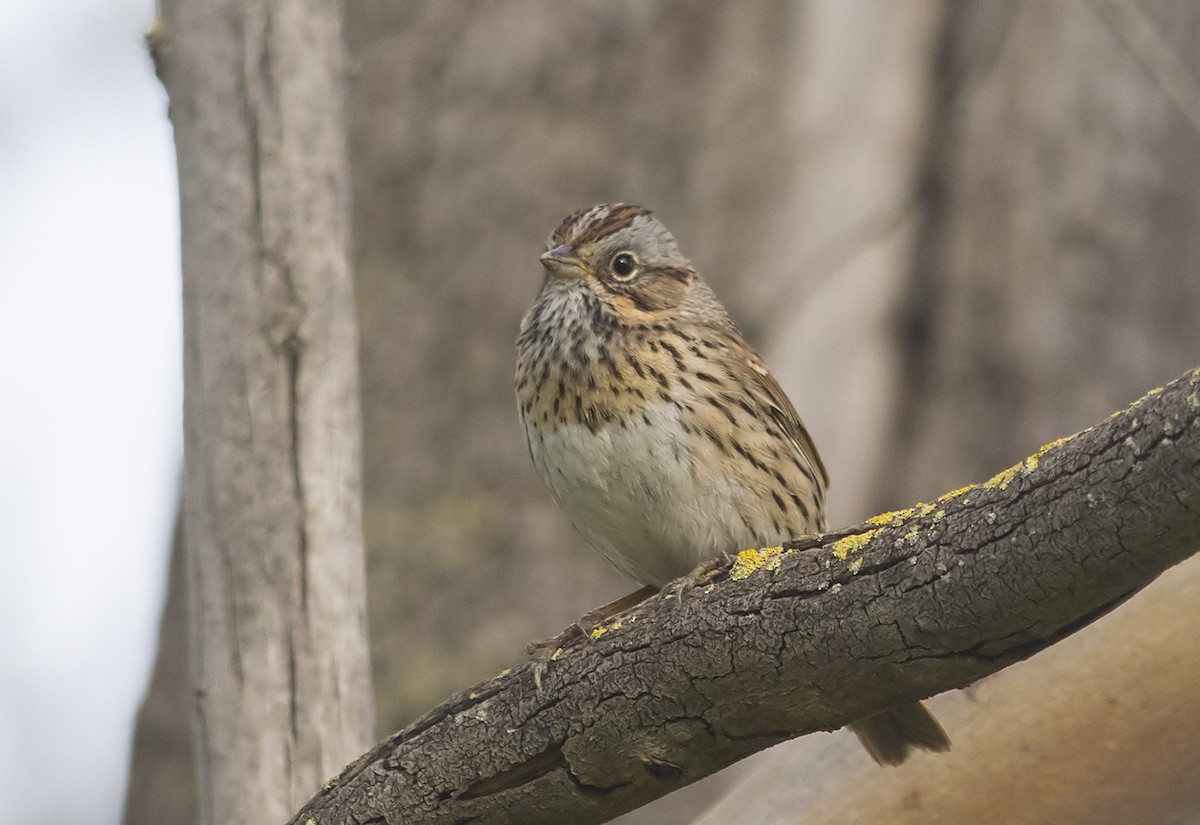 Lincoln's Sparrow - Jerry Ting