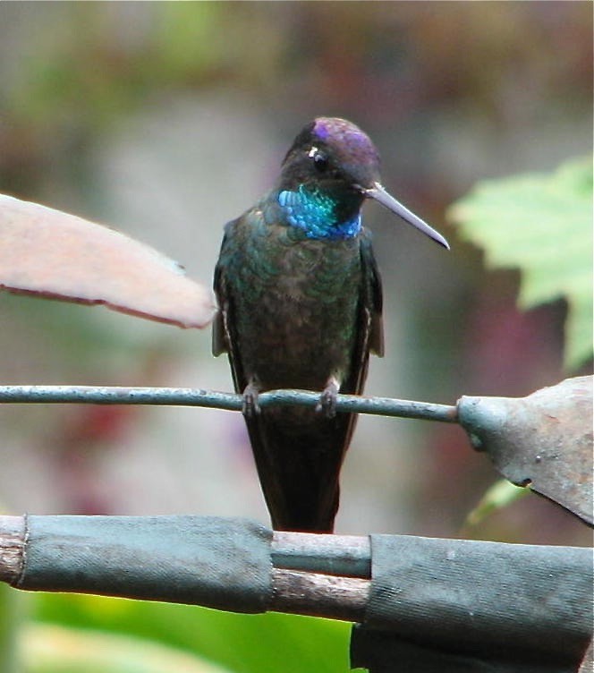 Talamanca Hummingbird - Rod MacKenzie