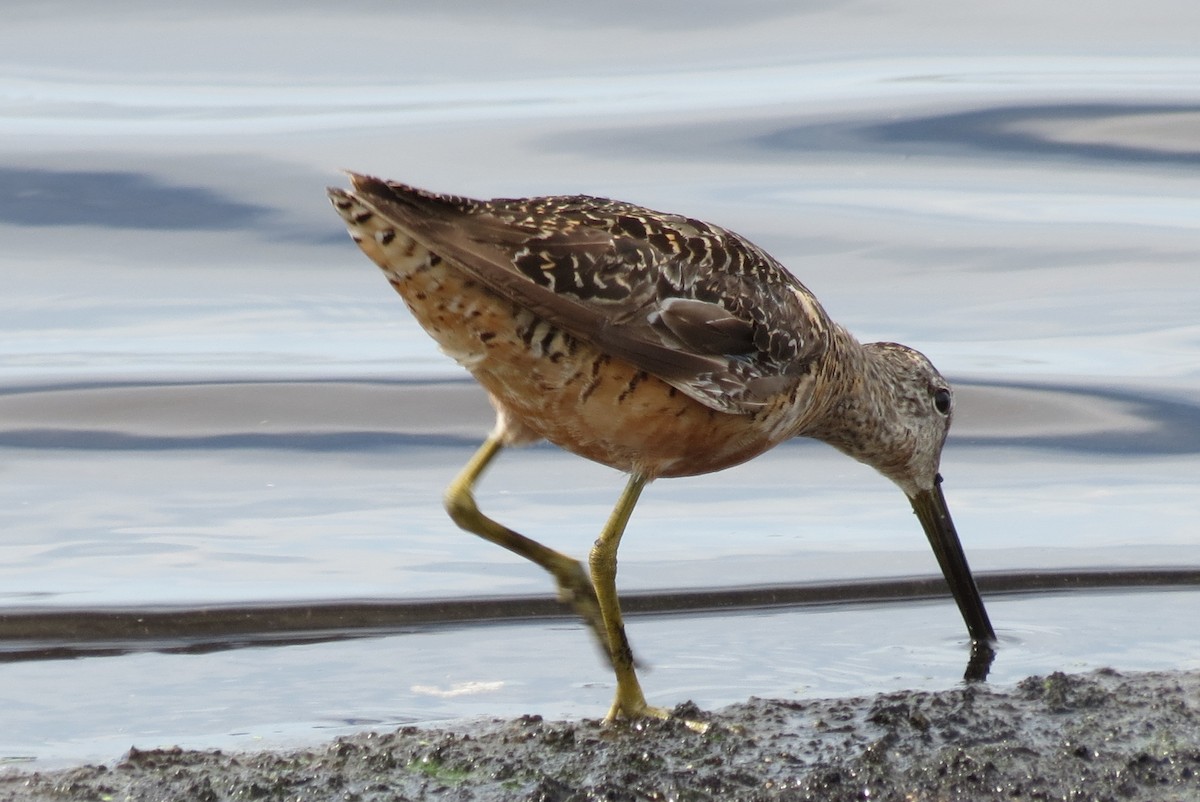 Long-billed Dowitcher - ML66294131