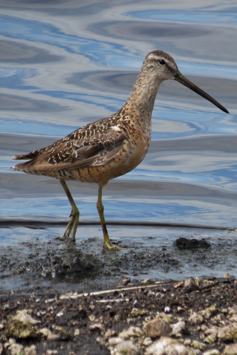 Long-billed Dowitcher - ML66294141
