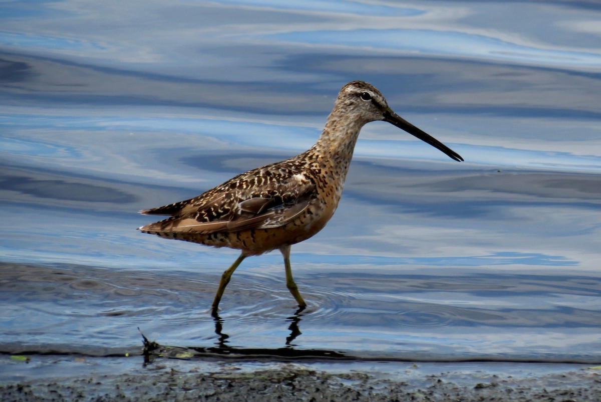 Long-billed Dowitcher - ML66294161