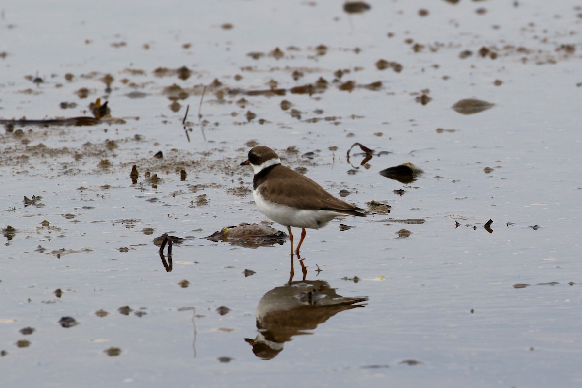 Semipalmated Plover - ML66299401