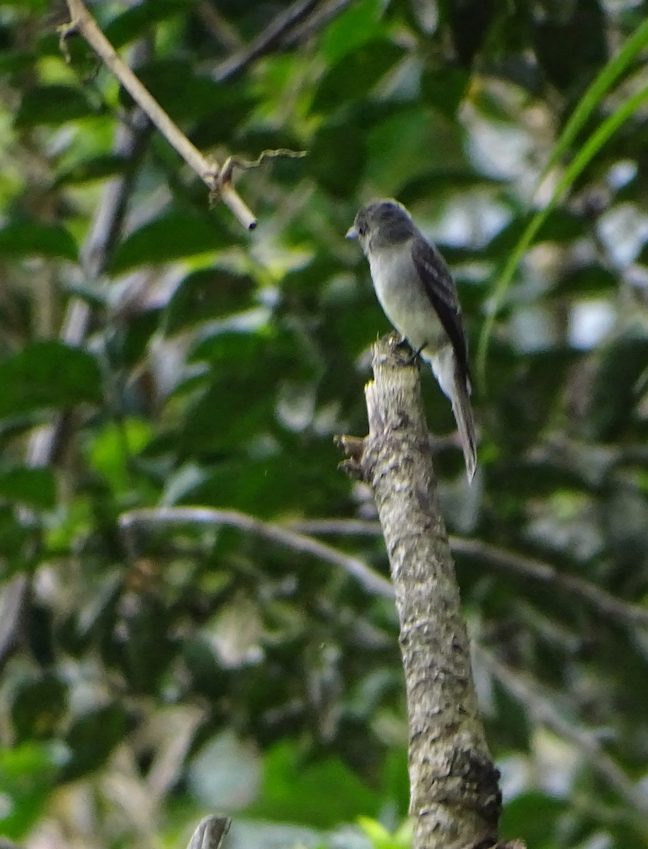 Southern Tropical Pewee - ML66301981