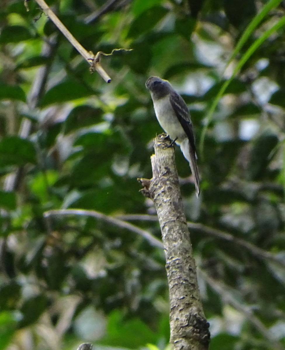 Southern Tropical Pewee - ML66302001