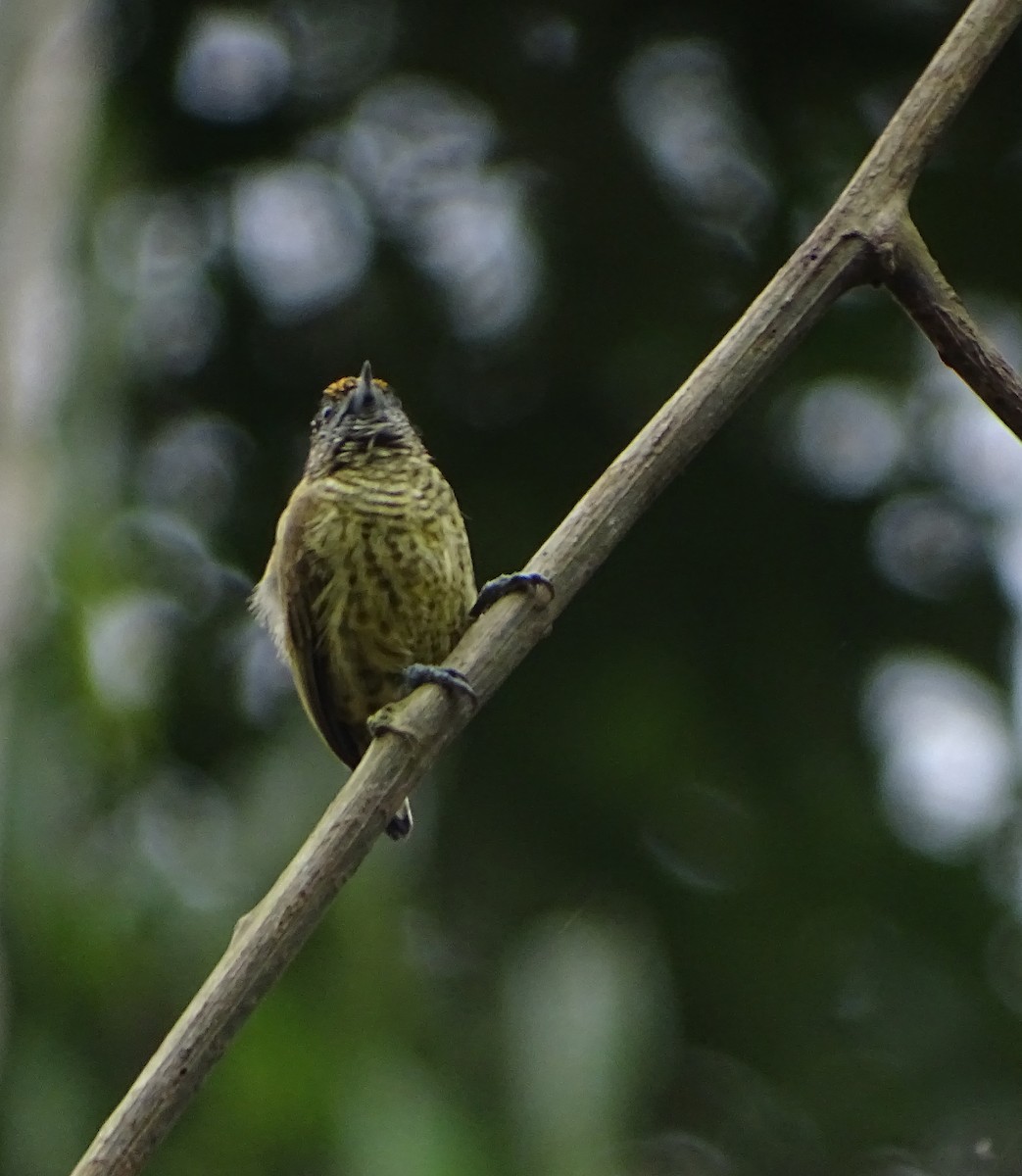 Bar-breasted Piculet - ML66302031
