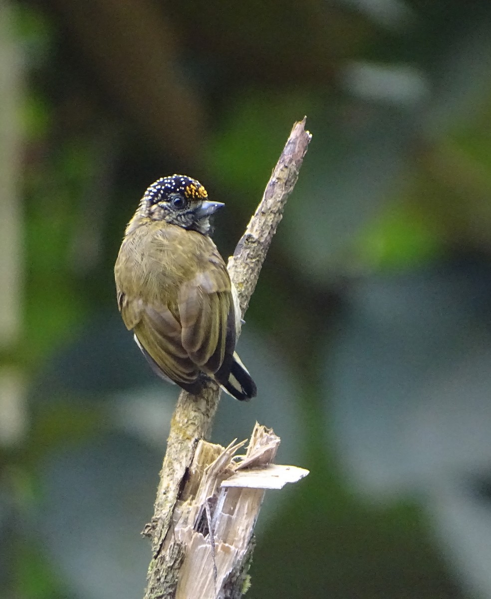 Bar-breasted Piculet - ML66302091