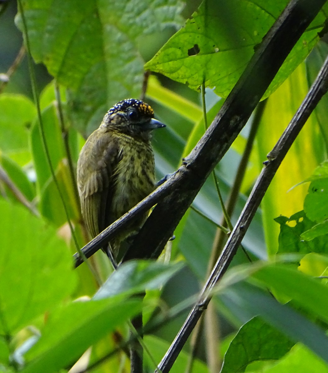 Bar-breasted Piculet - ML66302101