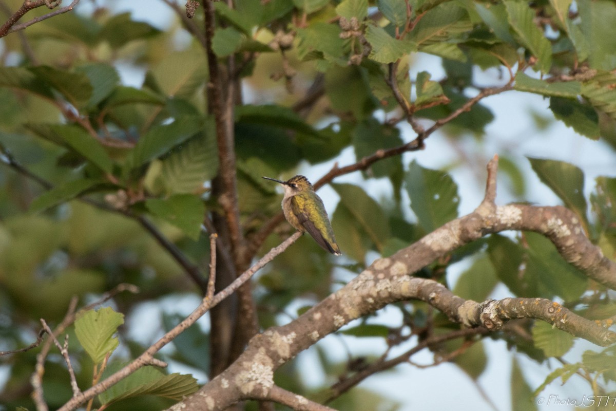 Ruby-throated Hummingbird - Josée St-Hilaire
