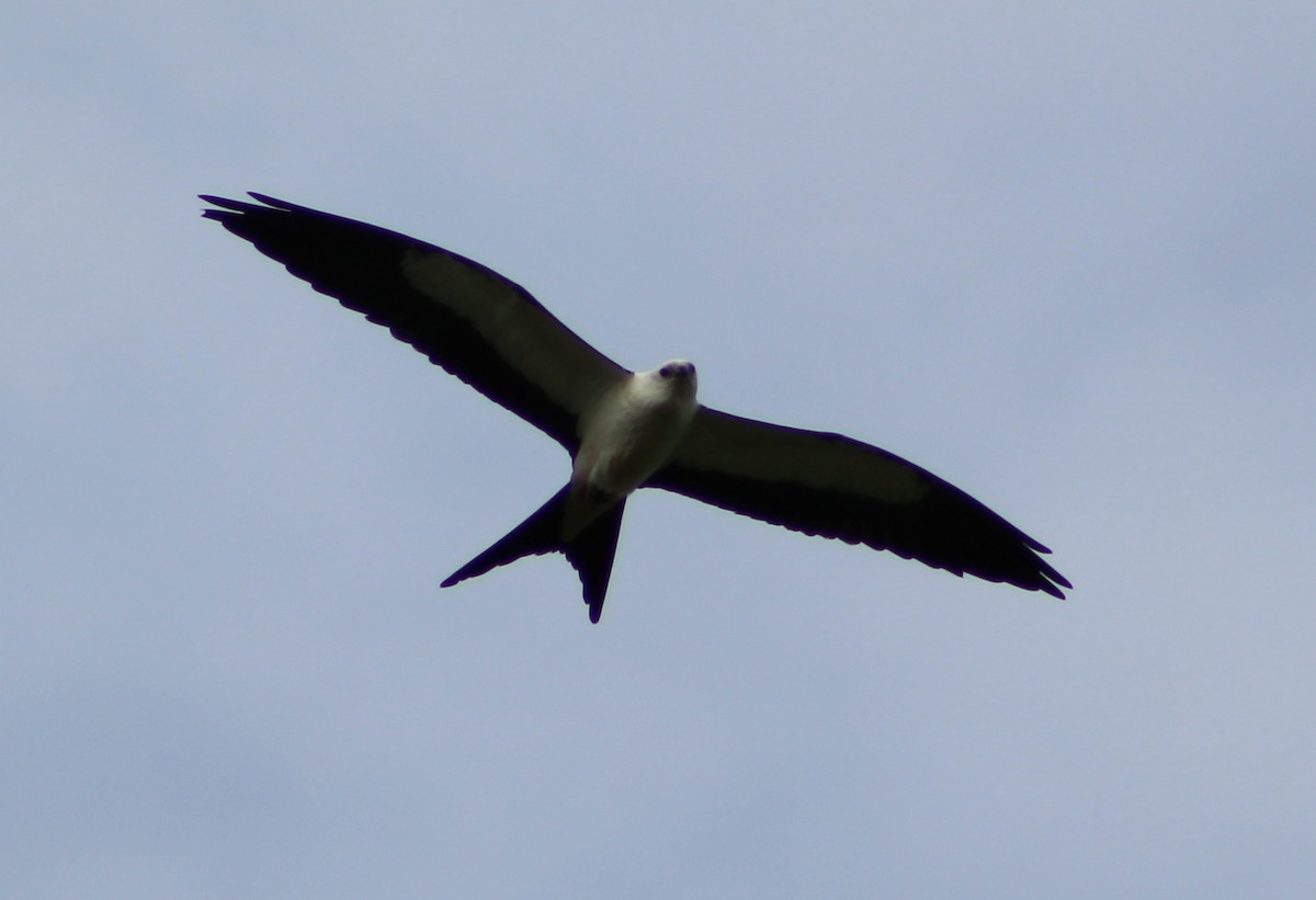 Swallow-tailed Kite - Tim Kavan