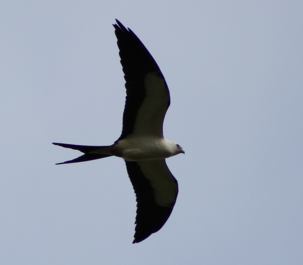 Swallow-tailed Kite - ML66303691