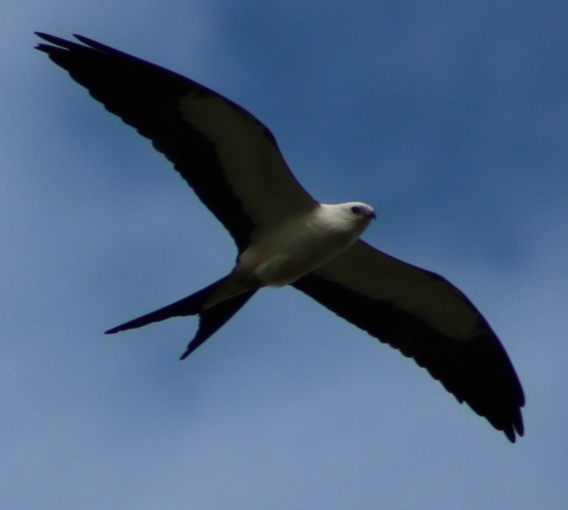 Swallow-tailed Kite - Tim Kavan