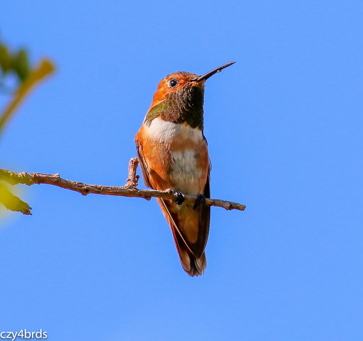 Rufous Hummingbird - Charity Hagen