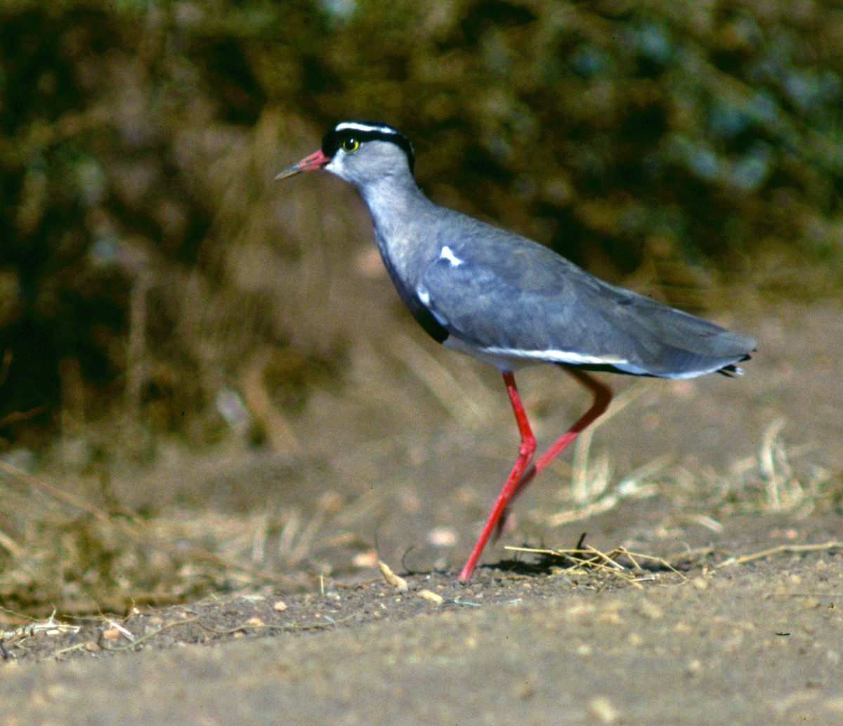 Crowned Lapwing - Cliff Peterson