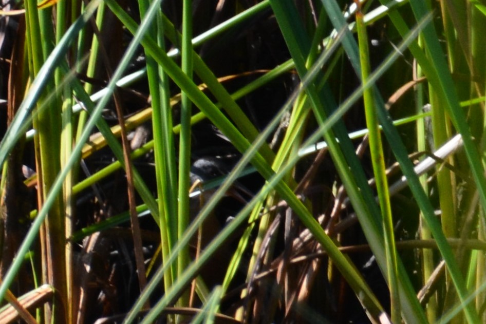 chřástal virginský (ssp. limicola/friedmanni) - ML66305651