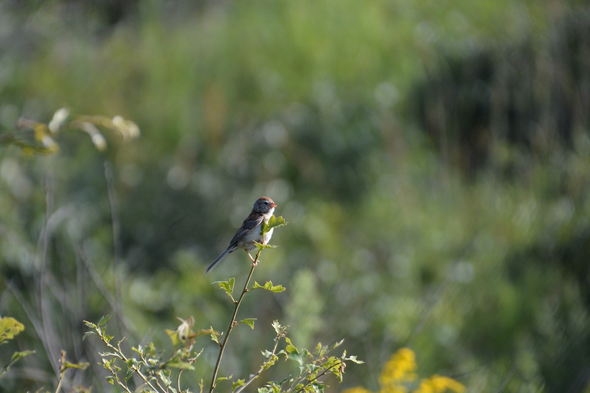 Field Sparrow - ML66305791