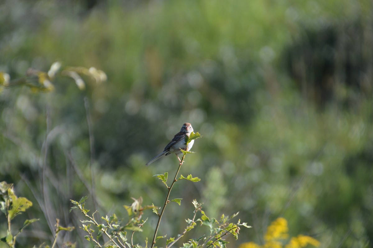 Field Sparrow - ML66305801