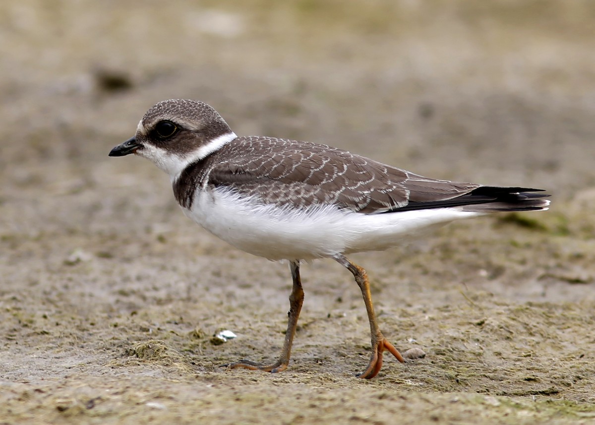 Semipalmated Plover - Rick Lauzon