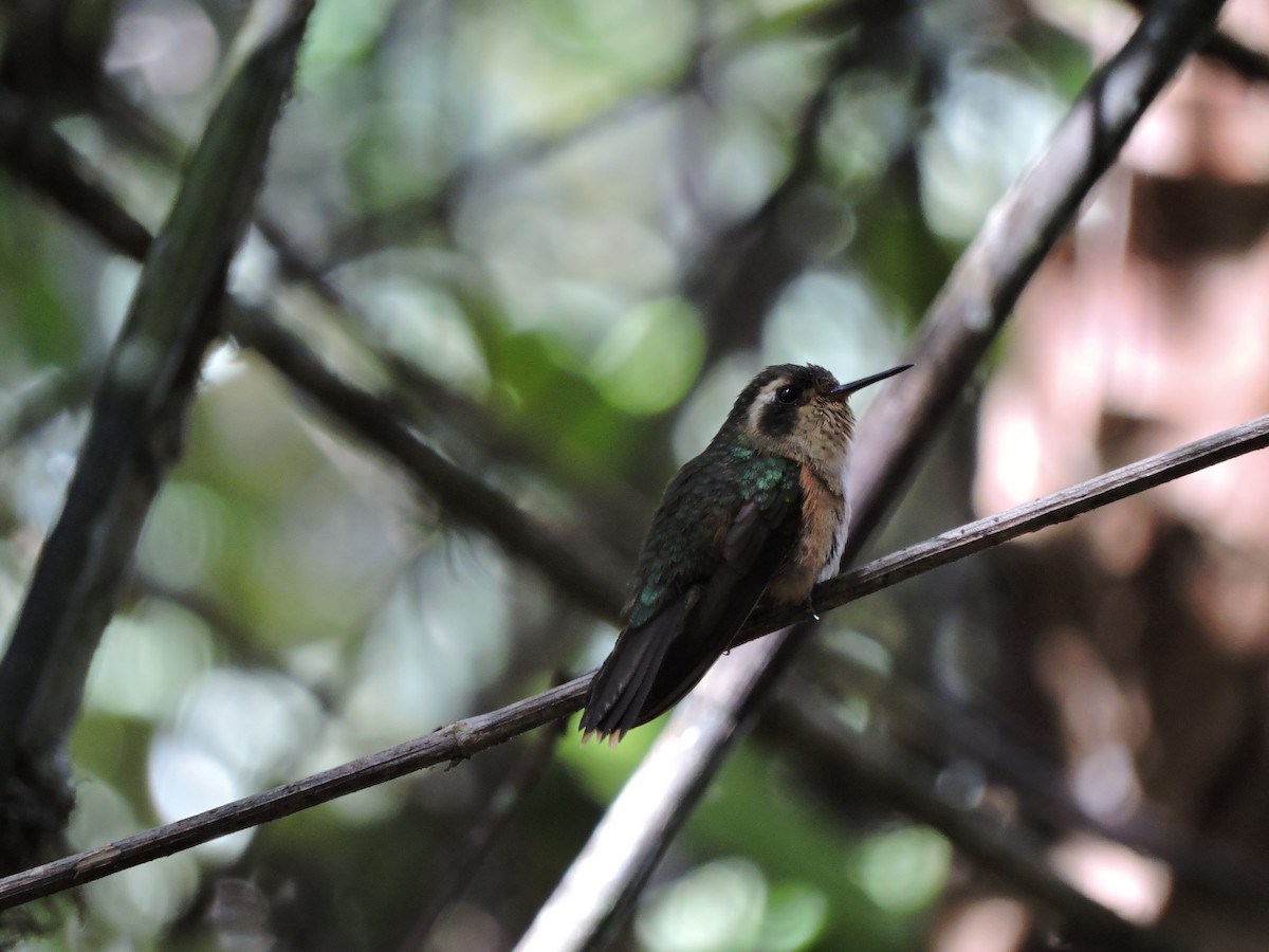 Speckled Hummingbird - ML66307331