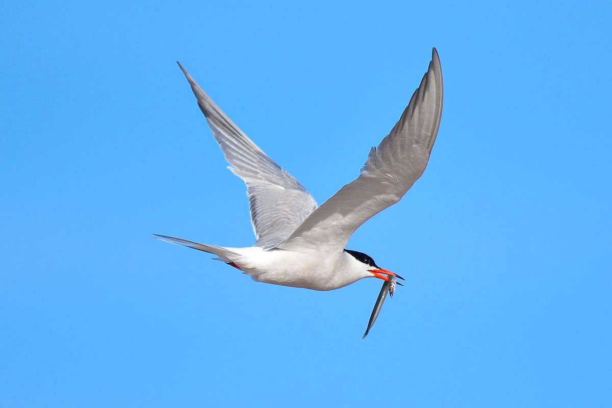 Common Tern - ML66307381