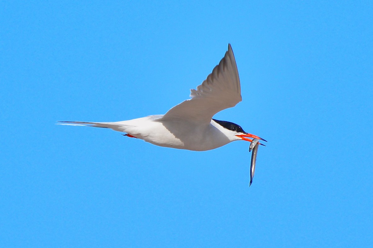 Common Tern - ML66307391