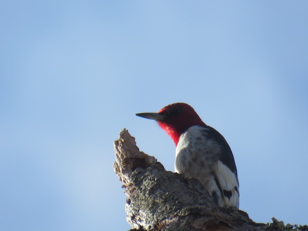 Red-headed Woodpecker - Dan Rottino