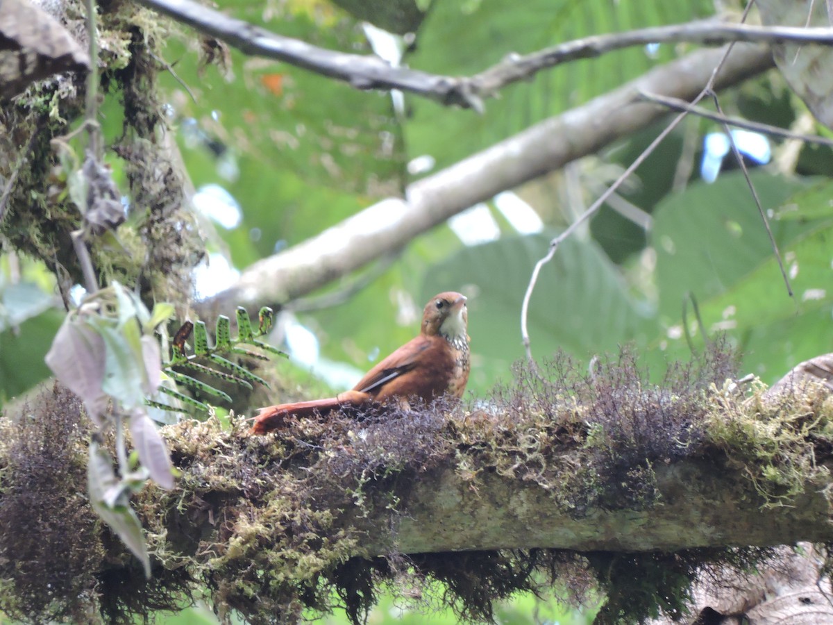 Fulvous-dotted Treerunner - ML66309061