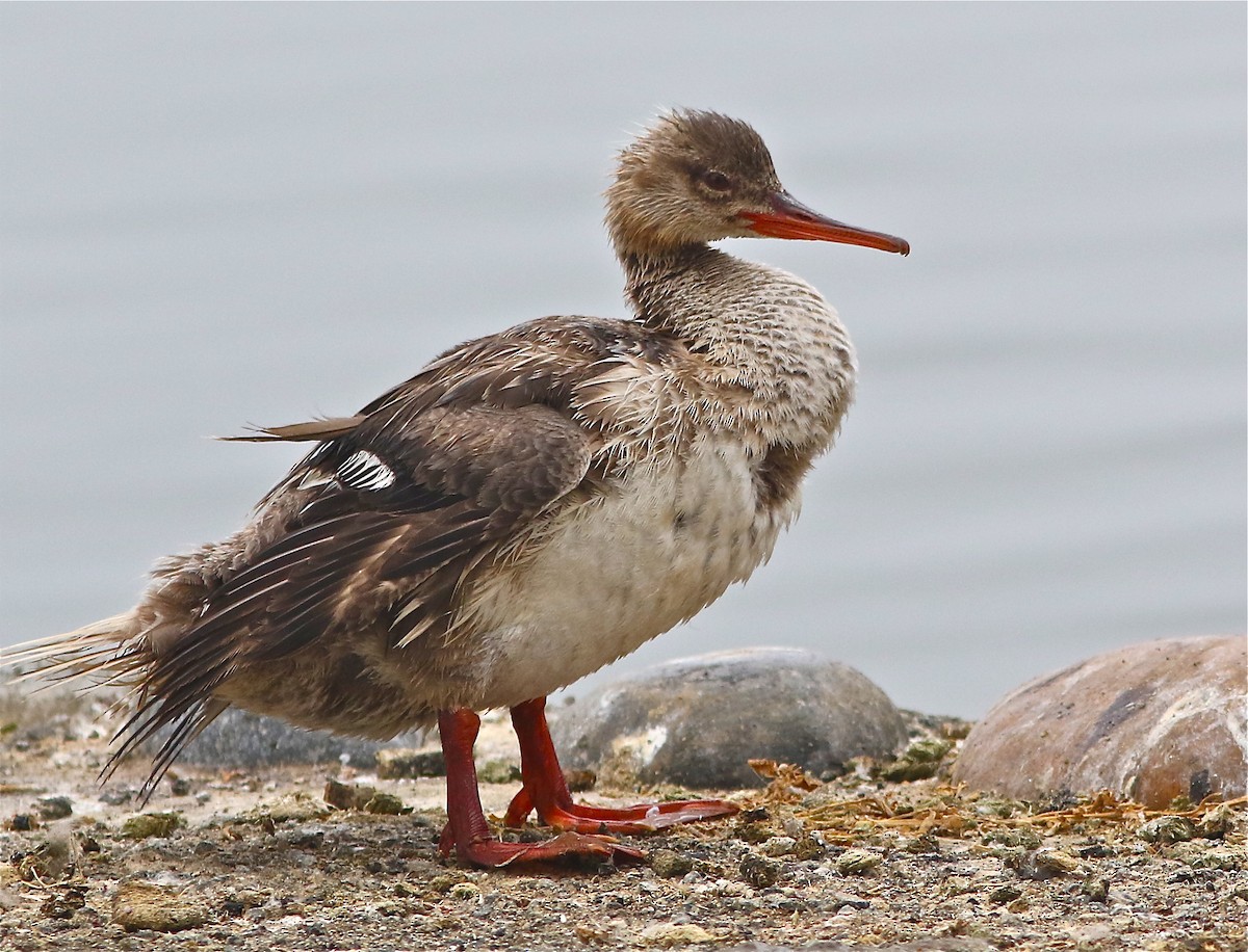 Red-breasted Merganser - Don Roberson