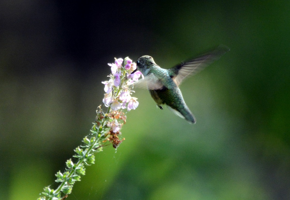 Ruby-throated Hummingbird - Tom Long
