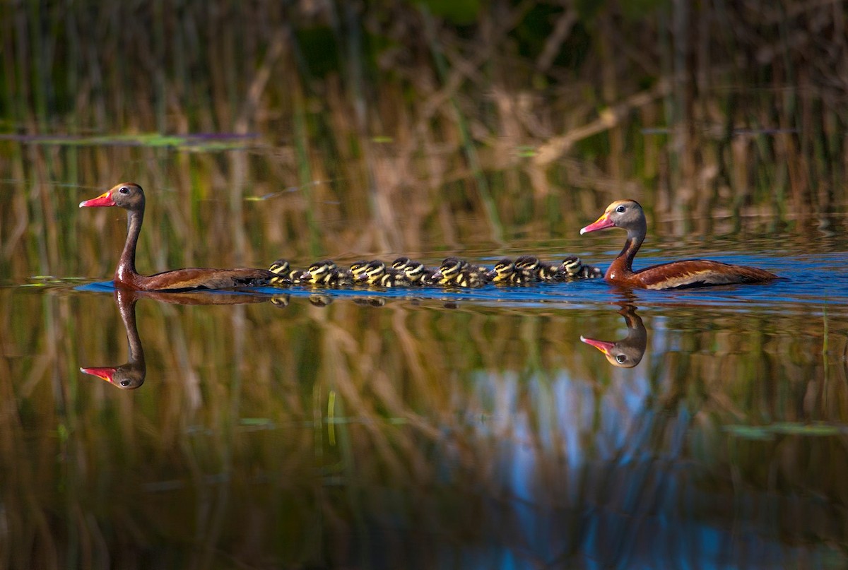 Black-bellied Whistling-Duck - Madeleine Ely