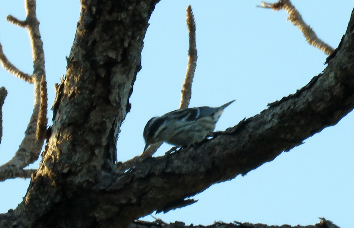 Black-and-white Warbler - ML66312301