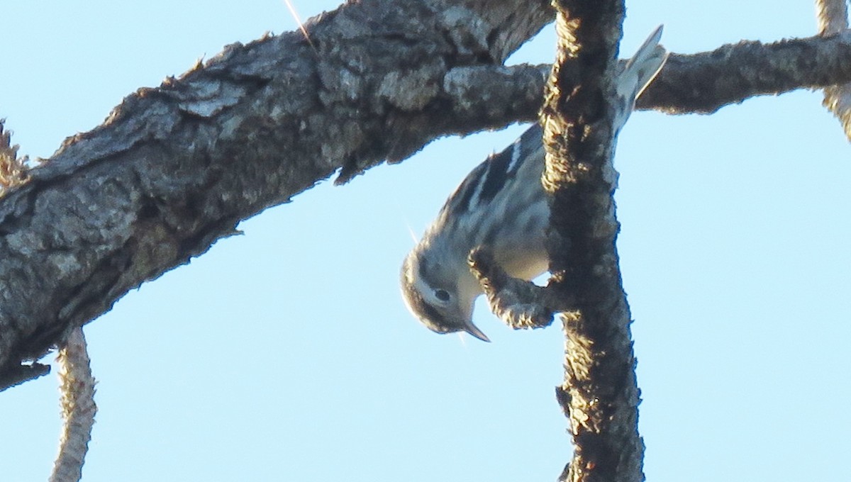 Black-and-white Warbler - ML66312471
