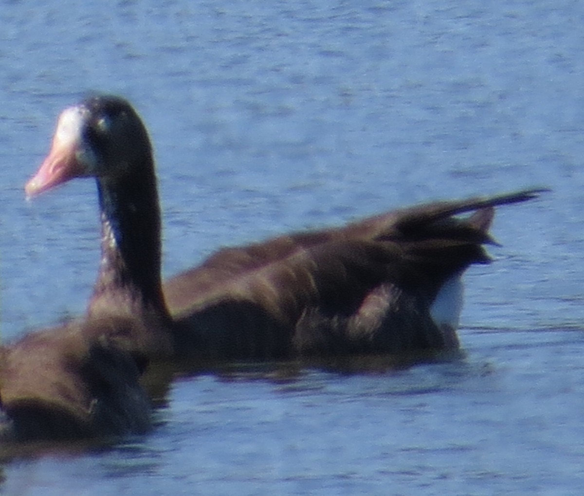 Greater White-fronted x Canada Goose (hybrid) - ML66314311